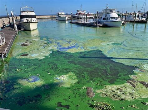 Cuánta toxina de la proliferación de algas es suficiente para enfermar a las personas FAU