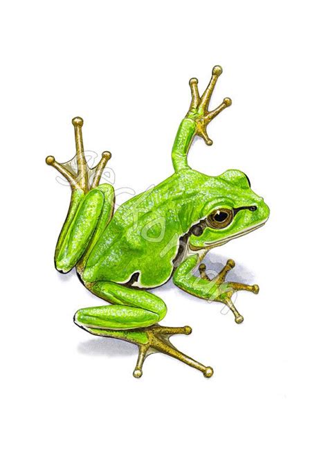 Pin By Carremel On Froggie Love Frog Art Frog Illustration Frog Drawing