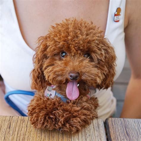 Red Poodle Puppies California Redhead Poodle Puppy Red Poodles
