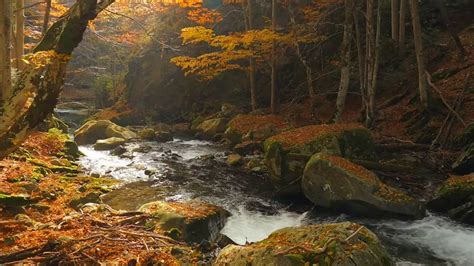 Autumn Forest Stream Youtube