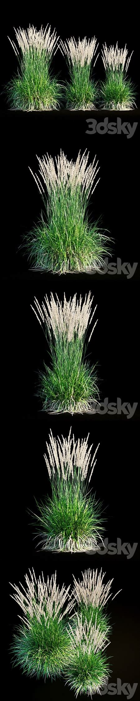 Feather Reed Grass Down3dmodels
