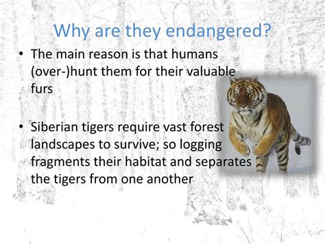 Ppt The Siberian Tiger Endangered Species Powerpoint Presentation