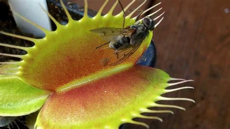 Venus Flytrap Catching An Insect Youtube