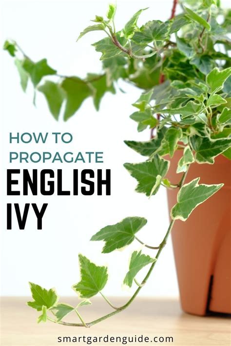 How To Propagate Ivy In Water Step By Step Guide Smart Garden Guide