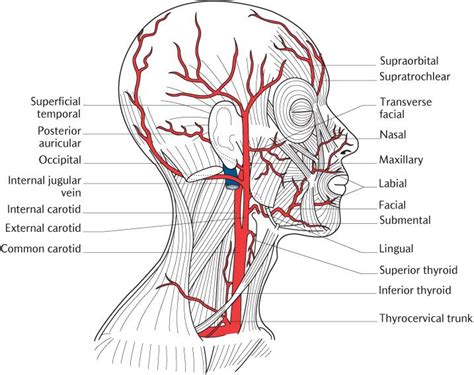 Veins and arteries in neck. 23 The face and superficial neck | Pocket Dentistry