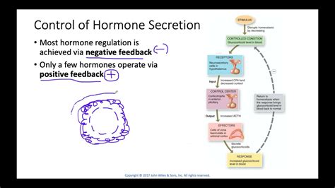 Endocrine System Negative And Positive Feedback Loops Youtube