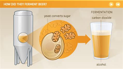 How Did They Ferment Beer