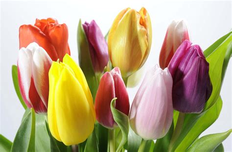 Fotos De Tulipanes De Colores 3 2