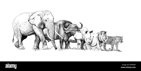 Big African Five Animal Hand Drawn Illustration Collection Of Hand