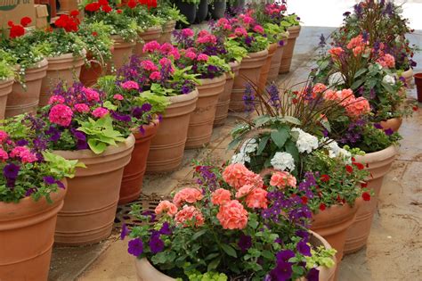 Schaefer Greenhouses How To Plant A Patio Pot Container Garden