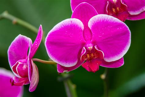 Pink Orchid Free Stock Photo Public Domain Pictures