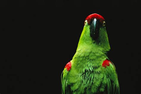 An Endangered Thick Billed Parrot Photograph By Joel Sartore