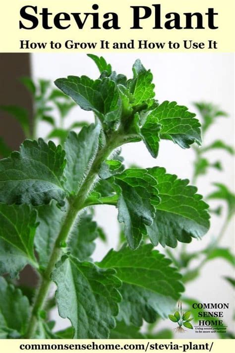 Stevia Plant How To Grow It And How To Use It For Extract And More