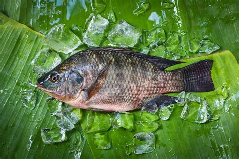 Tilapia Fish Freshwater For Cooking Food In The Asian Restaurant Fresh Raw Tilapia With Ice On