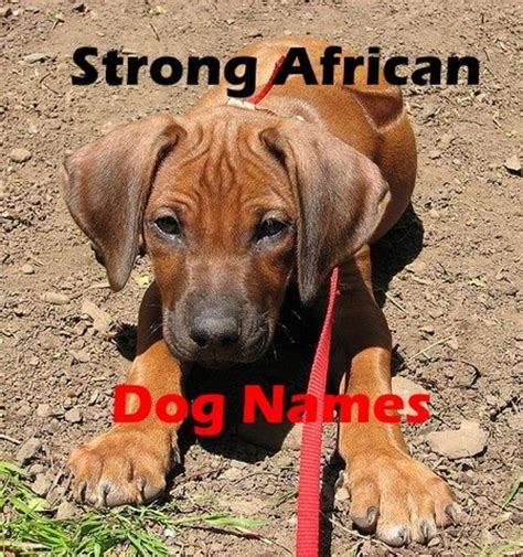 Strong African Dog Names For A Rhodesian Ridgeback From Ata To Zula