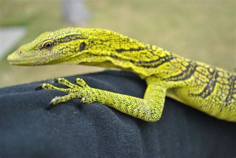 True Yellow Tree Monitors Varanus Reisingeri Monitor Lizard Reptile