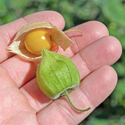 You can easily grow ground cherries in traditional garden beds, raised beds ground cherries have good heat tolerance within their growing zones. Poha Ground Cherry Seeds - (Physalis peruviana) | Cherry ...
