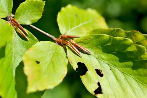 Leaves Of A Beech Tree Stock Photo Image Of Leaves 39886092