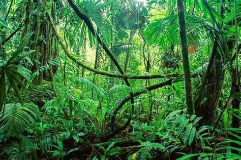 12 Largest Rainforests In The World Atlas And Boots