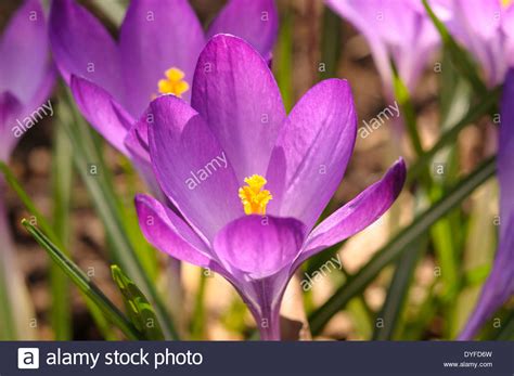 Croci Spring Hi Res Stock Photography And Images Alamy