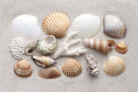 Sea Shells And Coral On The Sand Stock Photo Image Of Nature