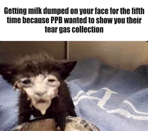 15 Meme Cat Face Covered In Milk - Woolseygirls Meme
