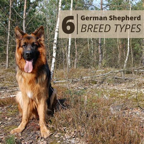 6 Types Of German Shepherd Dogs Pethelpful