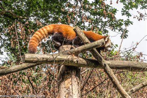 Red Panda In Dublin Zoo The Red Panda Ailurus Fulgens Or Flickr