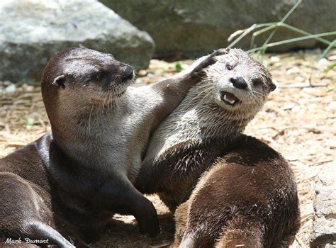 Pin On Otters