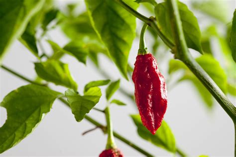 How To Grow Ghost Pepper Plants