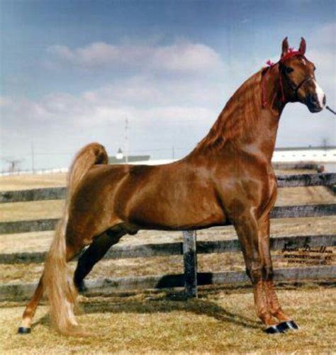 New Yorker American Saddlebred My Babys Great Grandsire Top And