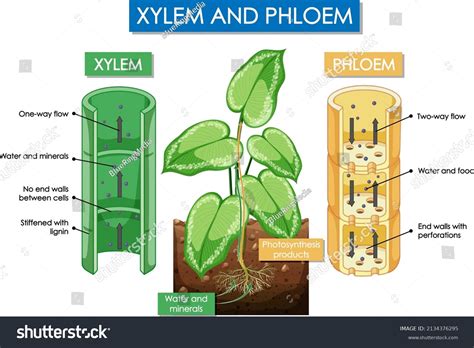 Diagram Showing Xylem Phloem Plant Illustration Stock Vector Royalty