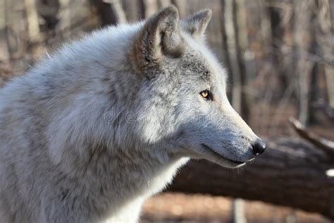 North American Gray Wolf Stock Photo Image Of Wildlife 23510804