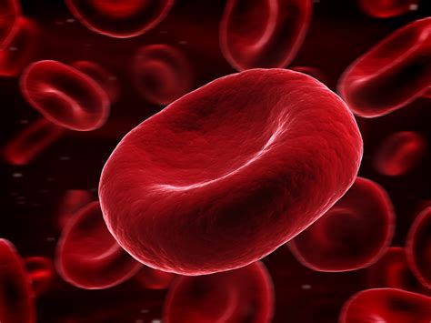 4 Macam Komponen Darah Manusia Dan Fungsinya Wartatangerang Com