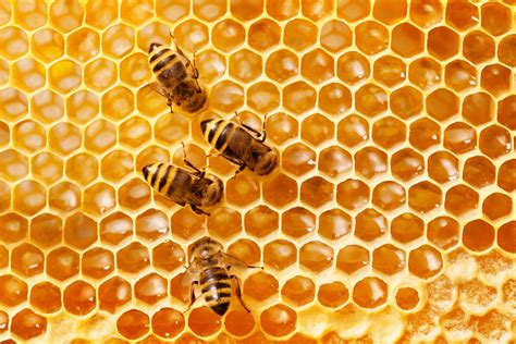 Heres All The Buzz About Honeybees Live Science