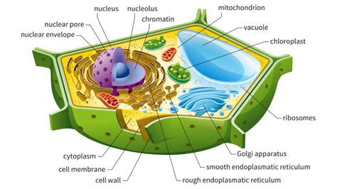 Function Of Plant Cell Diagram Labeled Cell Diagram Kulturaupice