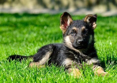 How Much Is A Full Breed German Shepherd Puppy