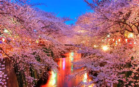 Kwitnąca Wiśnia Ogród Japoński Widoki Zdjęcia Wiosna W Japonii
