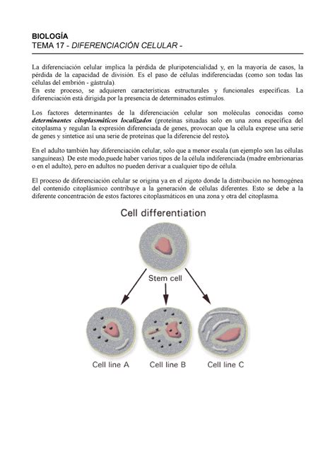 Diferenciación Celular BiologÍa Tema 17 DiferenciaciÓn Celular La