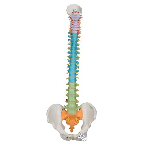 Anatomical Teaching Models Plastic Spinal Column Vertebrae Model