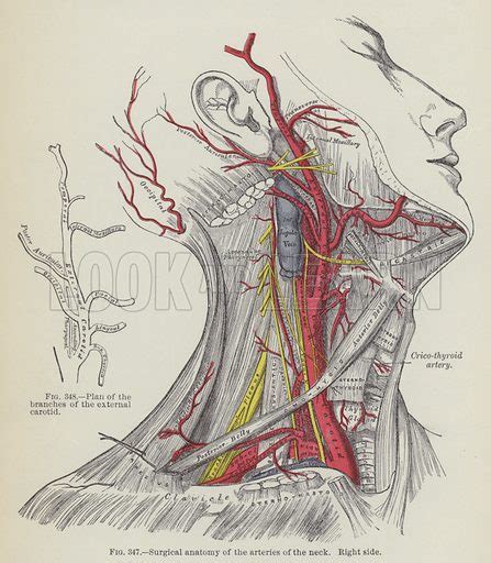Surgical Anatomy Of The Arteries Of The Neck Right Side Stock Image
