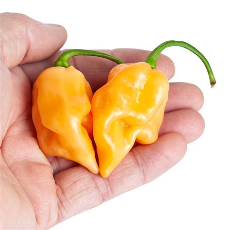 Moruga Scorpion Yellow X Chilli Pepper Seeds