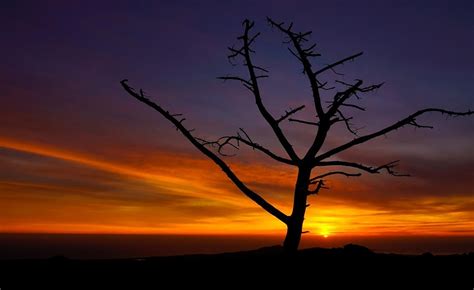 Free Picture Sunset Silhouette Backlit Dawn Dusk Tree Sky Sun