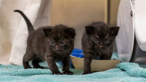 Michigan Humane To Host Virtual Kitten Shower Fundraiser