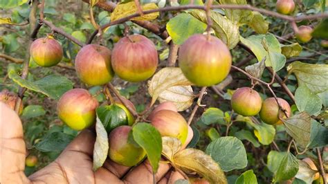 ️ Ball Sundari Apple Ber Plant All Over India Wholesaler Supply Youtube