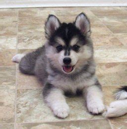 I give my consent to the dog trick academy and jean cote to send me email communications how do you get your husky to stop whining. Simba - Kolu Husky puppy for sale Nappanee, Indiana | VIP ...