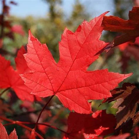 Buy Autumn Blaze Maple Trees For Sale Garden Goods Direct