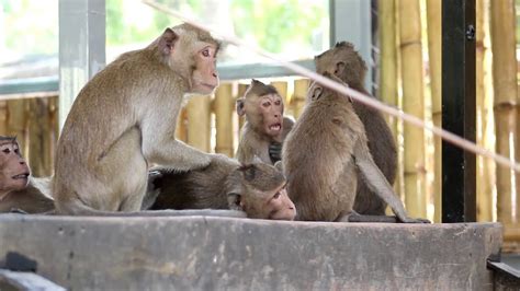 Monkeys Fighting In Group Youtube