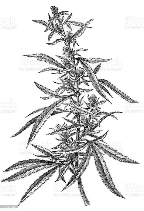 Drawing flowers plants weeds and leaves with drawing lessons step. Marijuana Plant Stock Illustration - Download Image Now ...