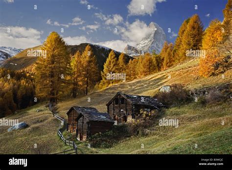 Matterhorn Framed By Autumn Larch Trees Larix Decidua Zermatt